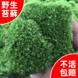 【牛毛藓苔藓包活】青苔藓植物生态微景观雨林水陆缸造景绿化种植