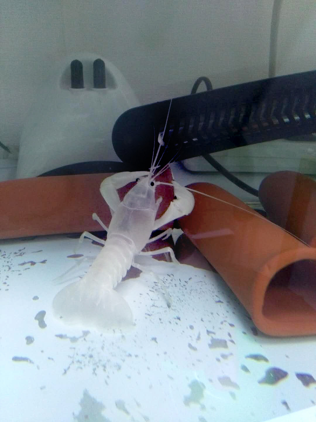 白玉天空鳌虾白玉天空蓝魔观赏鳌虾白化原生天空蓝魔虾苗活体包邮