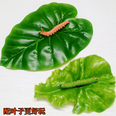 仿真虫子毛毛虫菜青虫儿童玩具昆虫模型幼儿教具景观摆件搞怪道具