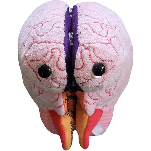 英国代购正品07.13 Brain Model 脑模型可分开毛绒玩偶 教育辅材