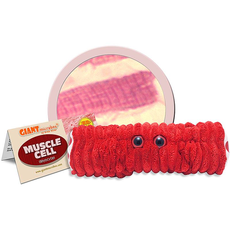 英国代购正品02.28 Giant Microbes Muscle Cell教育辅材肌肉细胞