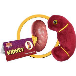 英国代购正品02.28 Giant Microbes Kidney 教育辅材 肾 毛绒玩偶