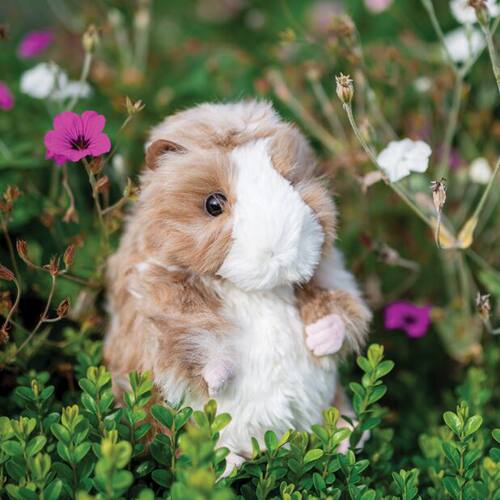 WrendalePlushDaphneGuinea