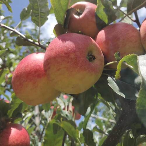 新鲜现摘漾濞糖心苹果李家庄甜脆