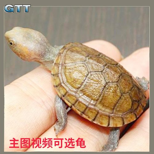 红面龟苗活体观赏宠物深水