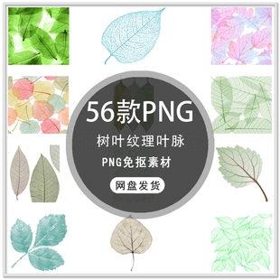 手绘唯美叶脉彩色树叶纹理叶脉海报装饰背景PNG免扣素材