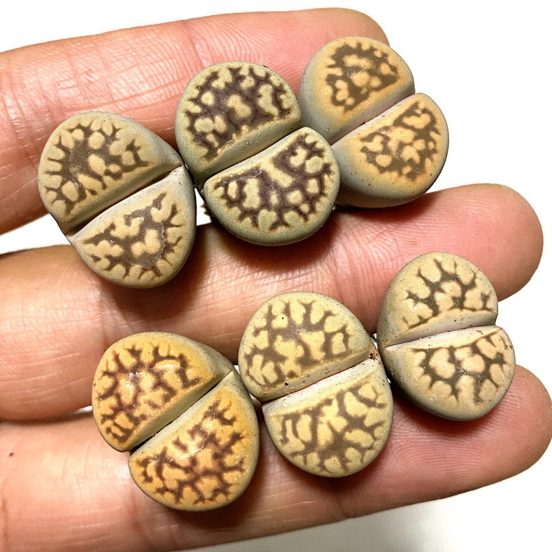 花龙园艺 龙纹琥珀玉 黄琥珀玉 dragon 生石花 屁股 番杏大棚