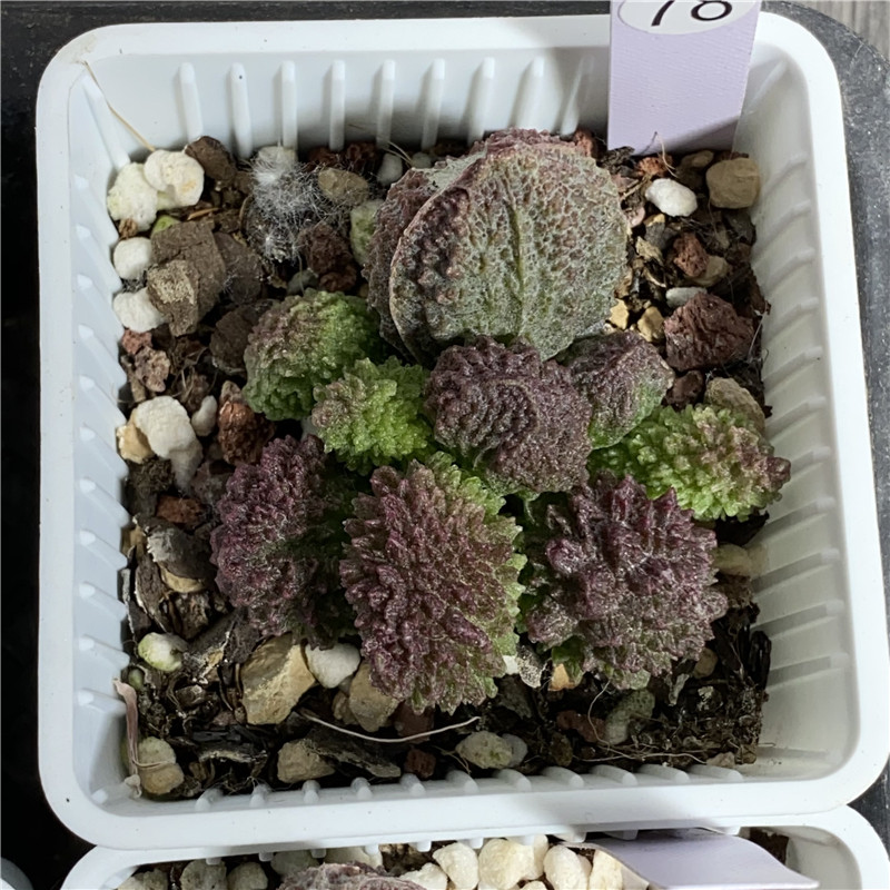 花龙园艺 大疣朱紫玉 经典水泡多肉植物 基地直供