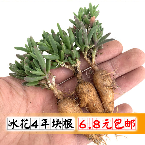 冰花人参根可嫁接枝干番杏块根