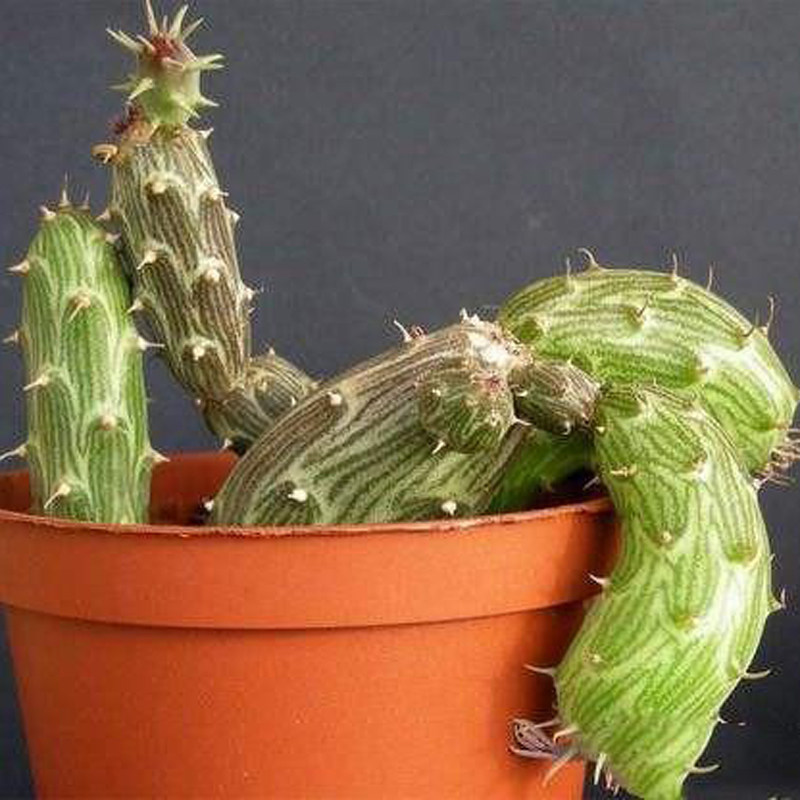 花龙园艺 泥鳅掌 泥鳅 菊科仙人笔属 钻地品种 开红花 多肉植物