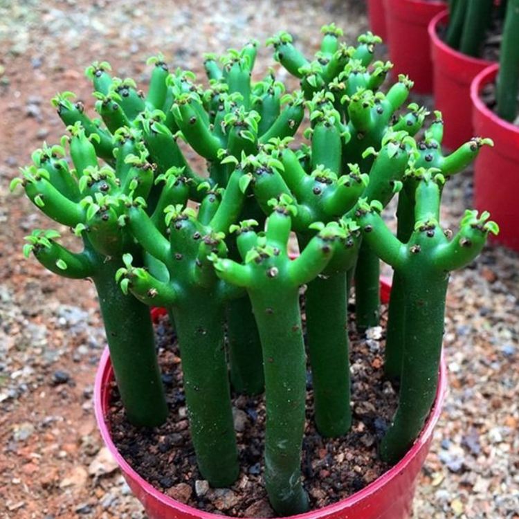 花龙园艺 珊瑚柱 光棍树 珊瑚棒 彭珊瑚 基地直供  多肉植物