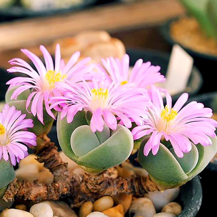 花龙园艺无比玉开花生石花粉紫色花母本屁股基地直供-封面