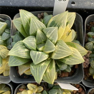 花龙园艺 姬寿锦 群生母本 寿锦 多肉植物 基地直供