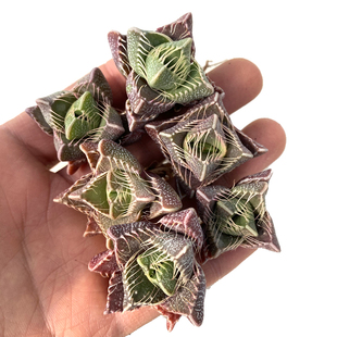 花龙园艺 须鲸 又名虎颚 稀有番杏科肉黄菊属 怒涛系多肉植物