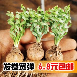concordiana 花龙园艺 Albuca 多肉植物 Baker 宽叶弹簧草