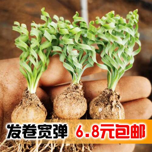 宽叶弹簧草球根多肉植物