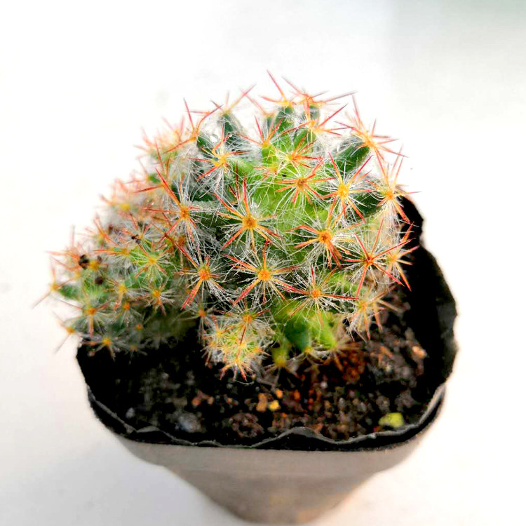 花龙园艺 松霞 乳突球属仙人掌 开花仙人球 基地直供 多肉植物