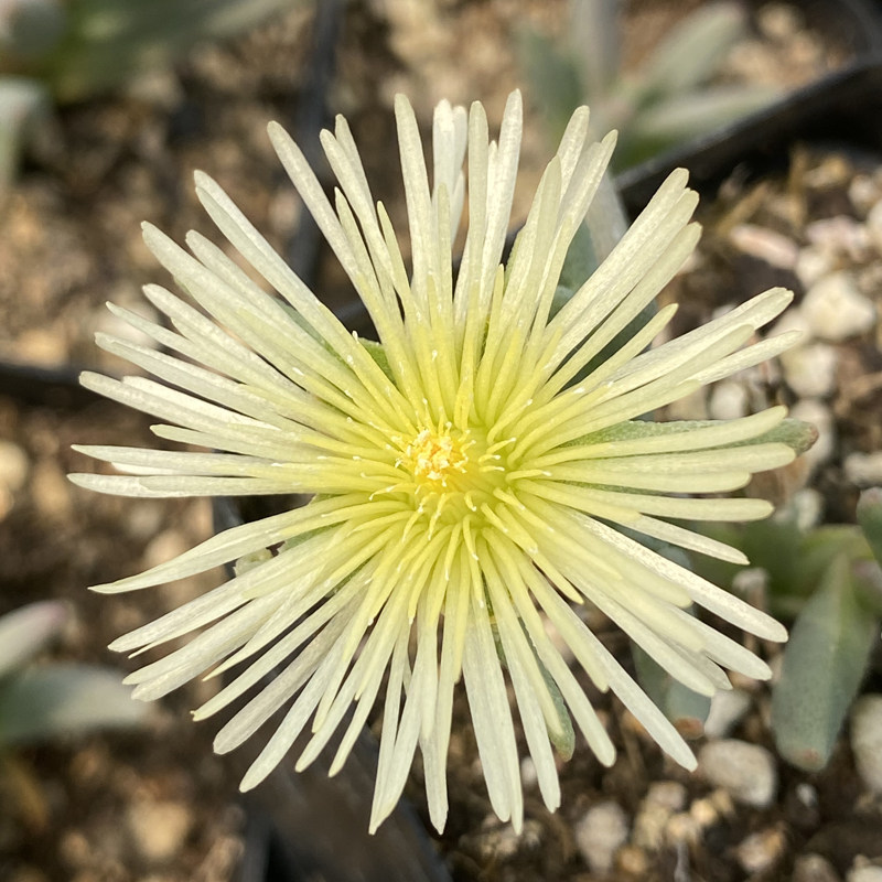 花龙园艺 绿花枝干 稀有枝干番杏品种 基地直供 多肉植物