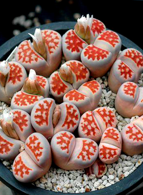 花龙园艺 TOP RED 岛田特选红窗玉 母本生石花 topred 基地直供