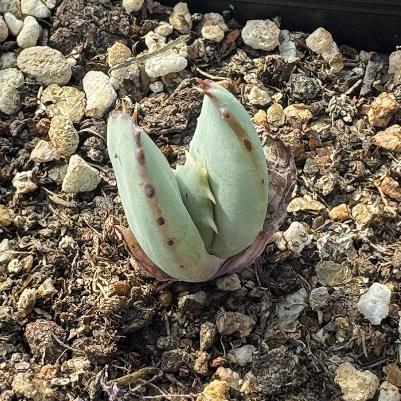 花龙园艺 柏加芦荟 实生小苗 Aloe peglerae