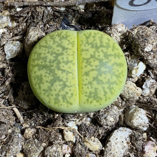 花龙园艺 一箭之遥 绿体咫尺之遥生石花 绿银河生石花 多肉植物