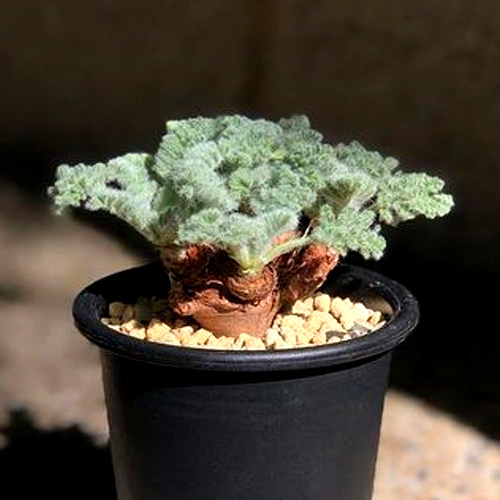 羽叶洋葵罗伯塔洋葵块根多肉