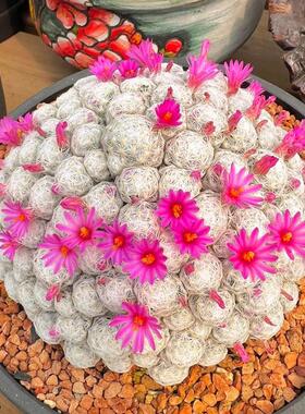 花龙园艺 姬春星 仙人球开花机器 Mammillaria humboldtii
