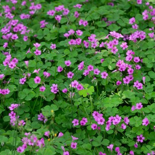 三叶草种子四季种易活红三叶种子庭院室外白三叶绿化红花草籽