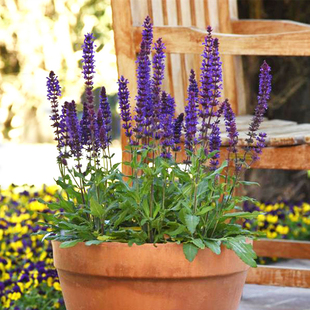 林荫林下鼠尾草种子耐阴花卉植物种一次每年开花耐寒庭院室外花园