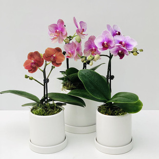 蝴蝶兰花期长耐摆放 办公室客厅桌面小型花卉 年宵花