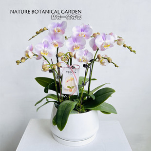 大盆组盆蝴蝶兰节日年宵花带花带盆高档礼品花室内包顺丰