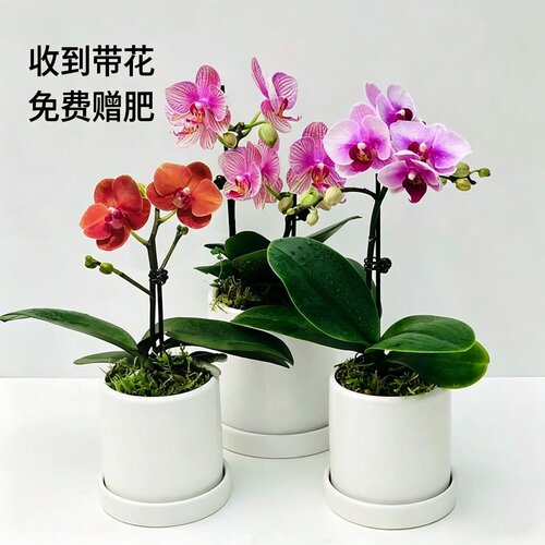 大自然蝴蝶兰居家花卉送人礼品
