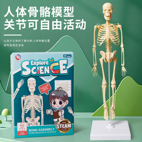 人体骨骼模型结构套装科教中小学生DIY组装儿童益智玩具澄海拼装