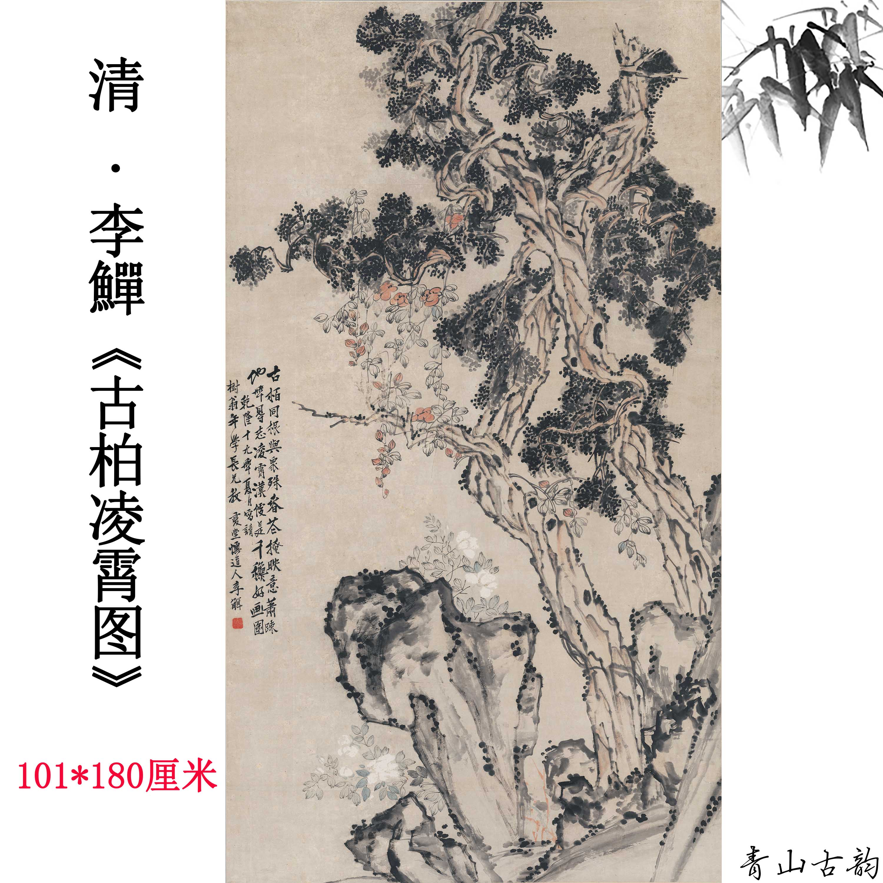 图纸设色古代柏树水墨画数字临摹