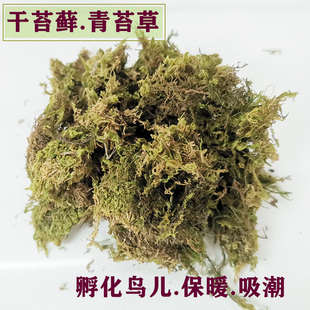 绿植盆栽装饰树苗水苔干苔藓水草兰花虎皮乌龟打包运输孵化冬眠苔