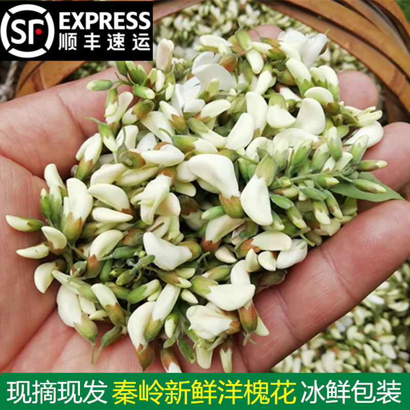 2026野生洋槐花现摘现发秦岭槐花陕西应季时令野菜槐花花骨朵包邮