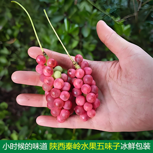 现摘陕西秦岭深山新鲜水果五味子