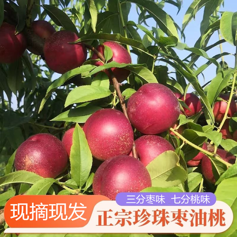 2026年陕西珍珠枣油桃脆甜爽口枣蜜桃现摘新鲜水果孕妇水果小桃子