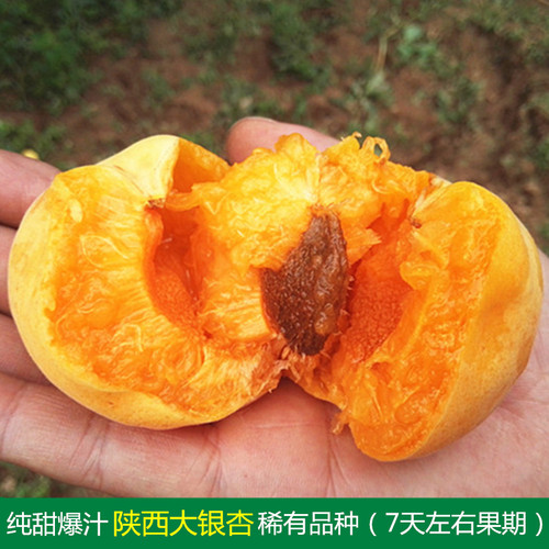 纯甜多汁陕西大银杏新鲜水果甜杏
