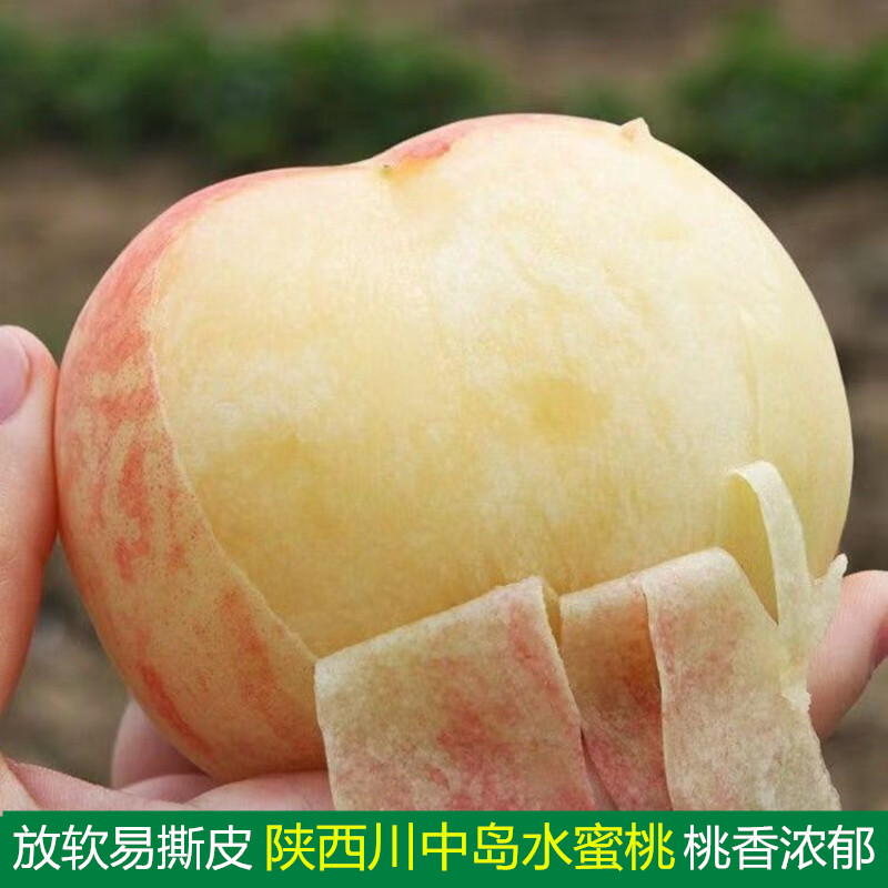 突围水蜜桃新鲜水果甜桃易撕皮