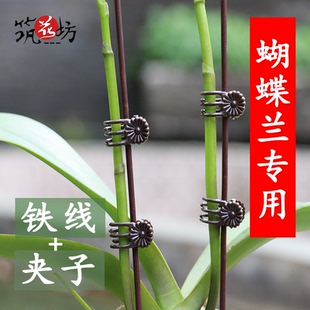 蝴蝶兰支撑杆夹子专用铁线夹子花梗兰花专用造型固定支架