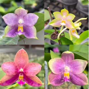 【一物一拍】珍奇类开花株福利 花期不保 花不包损 少根叶瑕