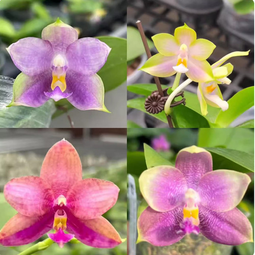 珍奇类开花株【一物一拍】