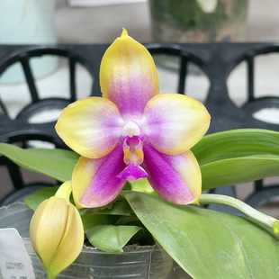 编号1954 龙玛丽