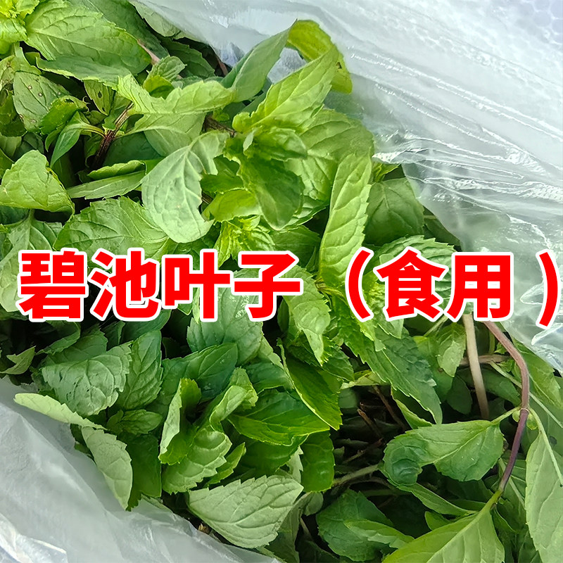 广东河源和平客家特产碧池笔必迟苗田螺香配菜粉尘土薄荷鱼香草菜