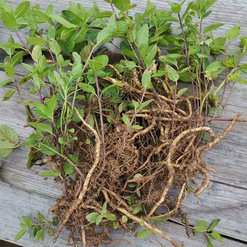 广东河源和平客家特产碧池苗田螺香粉尘土薄荷鱼香草血香菜十香草