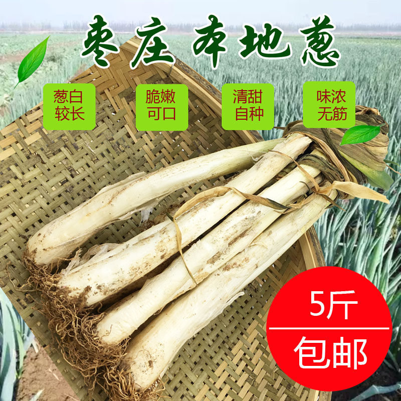 枣庄本地农家大葱鸡腿老葱