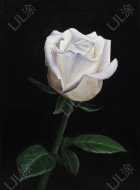 50*70cm 手绘 油画 装饰画 白玫瑰 静物写实客厅 古典 LJL涂 花卉