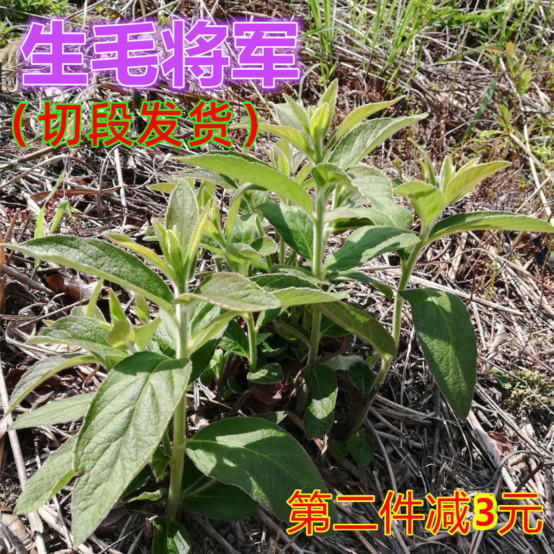 过饥草生毛将军纯天然采摘羊耳菊毡草兔子耳朵白牛胆走马风100克