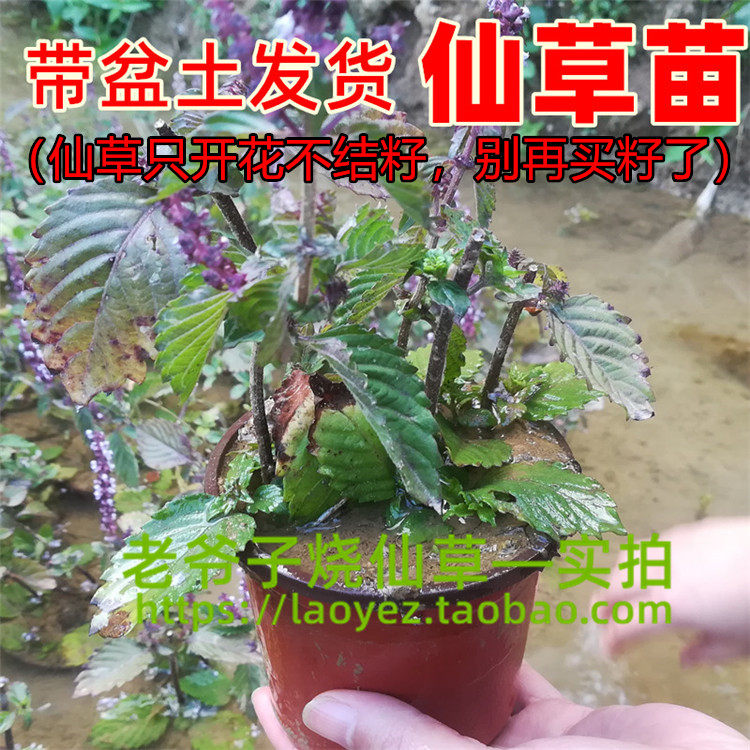 仙草苗仙人草凉粉苗青草糊绿豆腐苗草粿草带盆发货4-5棵包邮